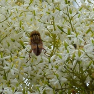 Eristalinus punctulatus at Queanbeyan West, NSW - 9 Jan 2022