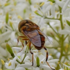 Eristalinus punctulatus at Queanbeyan West, NSW - 9 Jan 2022