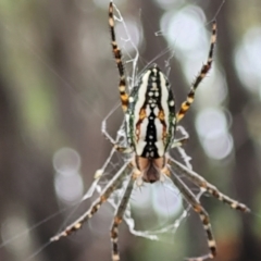 Plebs bradleyi (Enamelled spider) at Monga, NSW - 9 Jan 2022 by trevorpreston