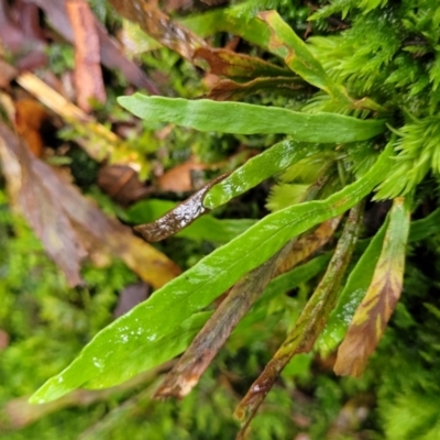 Grammitis billardierei (Finger Fern) at Monga, NSW - 9 Jan 2022 by tpreston