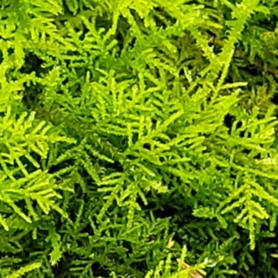 Unidentified Moss, Liverwort or Hornwort at Monga, NSW - 9 Jan 2022 by tpreston