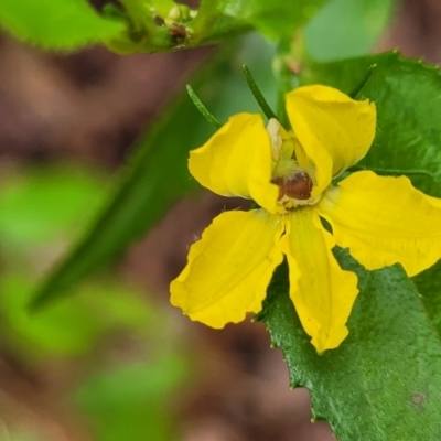 Goodenia ovata (Hop Goodenia) at Mongarlowe River - 9 Jan 2022 by tpreston