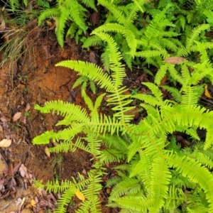 Sticherus lobatus at Monga, NSW - suppressed