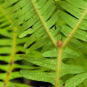 Sticherus lobatus at Monga, NSW - suppressed