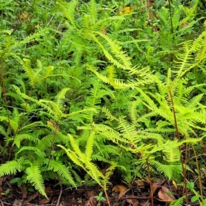 Sticherus lobatus at Monga, NSW - suppressed