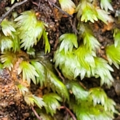 Fissidens sp. at Monga, NSW - 9 Jan 2022 by tpreston