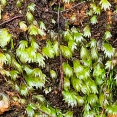 Fissidens sp. at Monga, NSW - 9 Jan 2022