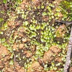 Fissidens sp. at Monga, NSW - 9 Jan 2022 11:44 AM