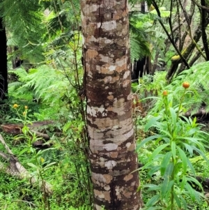 Eucryphia moorei at Monga, NSW - 9 Jan 2022