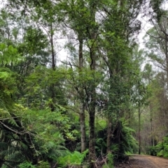 Eucryphia moorei at Monga, NSW - 9 Jan 2022 11:41 AM