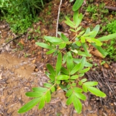 Eucryphia moorei at Monga, NSW - 9 Jan 2022