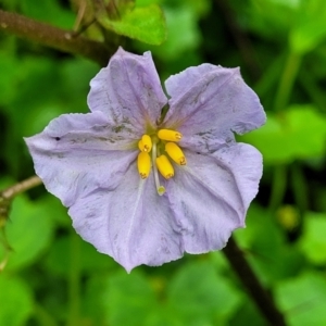 Solanum pungetium at Monga, NSW - 9 Jan 2022