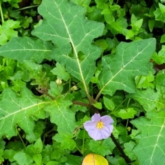 Solanum pungetium at Monga, NSW - 9 Jan 2022