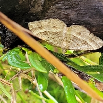 Chrysolarentia subrectaria (A Geometer moth) at Monga, NSW - 9 Jan 2022 by tpreston
