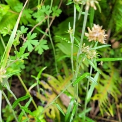 Euchiton japonicus at Monga, NSW - 9 Jan 2022