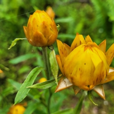 Xerochrysum bracteatum (Golden Everlasting) at Monga, NSW - 9 Jan 2022 by tpreston