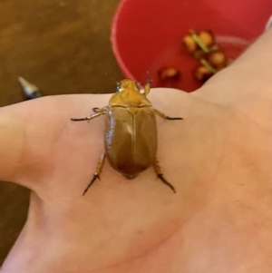 Anoplognathus sp. (genus) at O'Connor, ACT - 6 Jan 2022