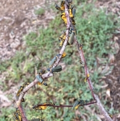 Chauliognathus lugubris (Plague Soldier Beetle) at O'Connor, ACT - 8 Jan 2022 by AndrewCB