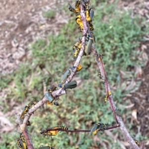 Chauliognathus lugubris at O'Connor, ACT - 8 Jan 2022