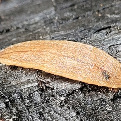 Reomkago sp. (genus) (A flatworm) at Mongarlowe River - 9 Jan 2022 by trevorpreston