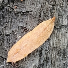 Reomkago sp. (genus) at Monga, NSW - 9 Jan 2022