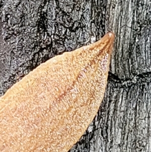 Reomkago sp. (genus) at Monga, NSW - 9 Jan 2022 11:17 AM