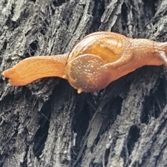 Helicarion cuvieri (A Semi-slug) at Mongarlowe River - 9 Jan 2022 by tpreston