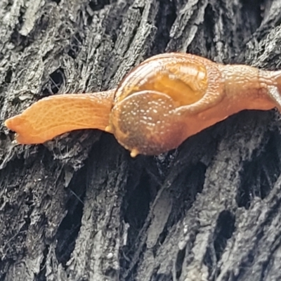 Helicarion cuvieri (A Semi-slug) at Monga, NSW - 9 Jan 2022 by trevorpreston