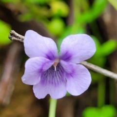 Viola hederacea (Ivy-leaved Violet) at Mongarlowe River - 9 Jan 2022 by trevorpreston