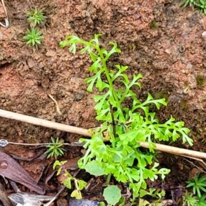 Lindsaea microphylla at Monga, NSW - 9 Jan 2022