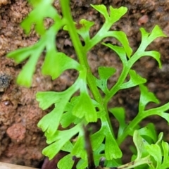 Lindsaea microphylla at Monga, NSW - 9 Jan 2022