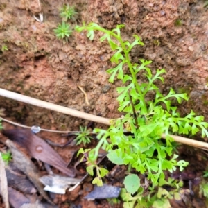 Lindsaea microphylla at Monga, NSW - 9 Jan 2022