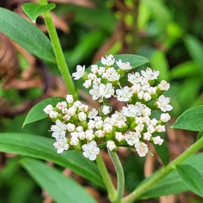 Platysace lanceolata (Shrubby Platysace) at Mongarlowe River - 9 Jan 2022 by tpreston