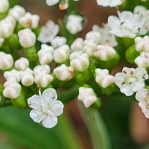 Platysace lanceolata at Monga, NSW - 9 Jan 2022