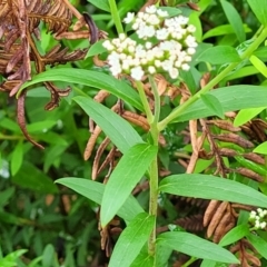 Platysace lanceolata at Monga, NSW - 9 Jan 2022