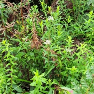 Platysace lanceolata at Monga, NSW - 9 Jan 2022