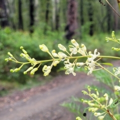 Lomatia myricoides (River Lomatia) at Monga, NSW - 9 Jan 2022 by tpreston