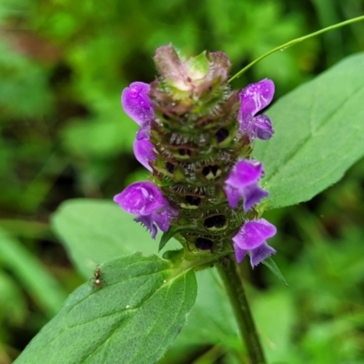 Prunella vulgaris (Self-heal, Heal All) at Monga, NSW - 9 Jan 2022 by trevorpreston