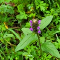 Prunella vulgaris at Monga, NSW - 9 Jan 2022