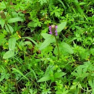 Prunella vulgaris at Monga, NSW - 9 Jan 2022