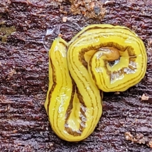 Caenoplana sulphurea at Monga, NSW - 9 Jan 2022