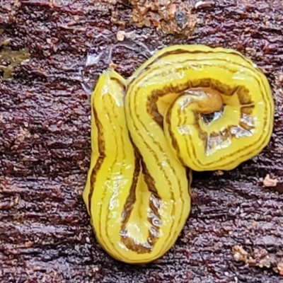 Caenoplana sulphurea (A Flatworm) at Mongarlowe River - 8 Jan 2022 by tpreston