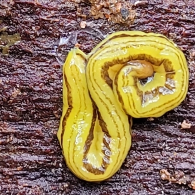 Caenoplana sulphurea (A Flatworm) at Monga, NSW - 9 Jan 2022 by trevorpreston