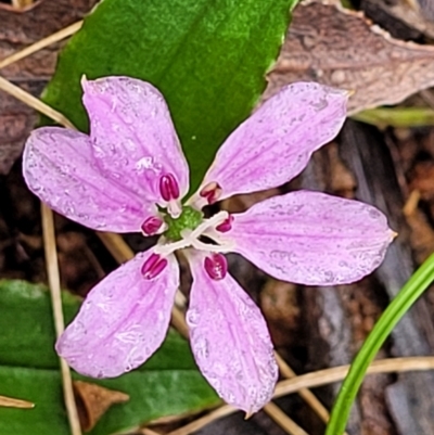Schelhammera undulata (Lilac Lily) at Mongarlowe River - 8 Jan 2022 by tpreston