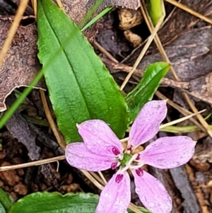 Schelhammera undulata at Monga, NSW - 9 Jan 2022