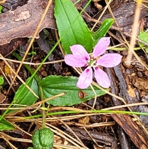 Schelhammera undulata at Monga, NSW - 9 Jan 2022