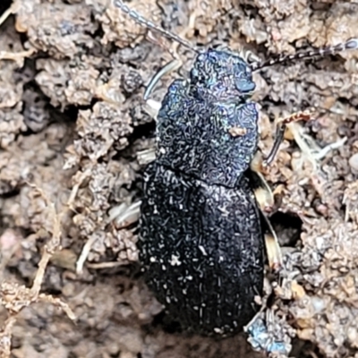 Seirotrana sp. (genus) (Darkling beetle) at Monga National Park - 9 Jan 2022 by trevorpreston