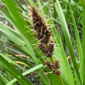 Lomandra longifolia at Monga, NSW - 9 Jan 2022