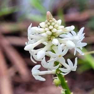 Stackhousia monogyna at Monga, NSW - 9 Jan 2022