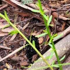 Stackhousia monogyna at Monga, NSW - 9 Jan 2022